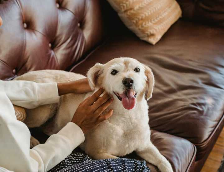 Lady cuddling dog on brown settee