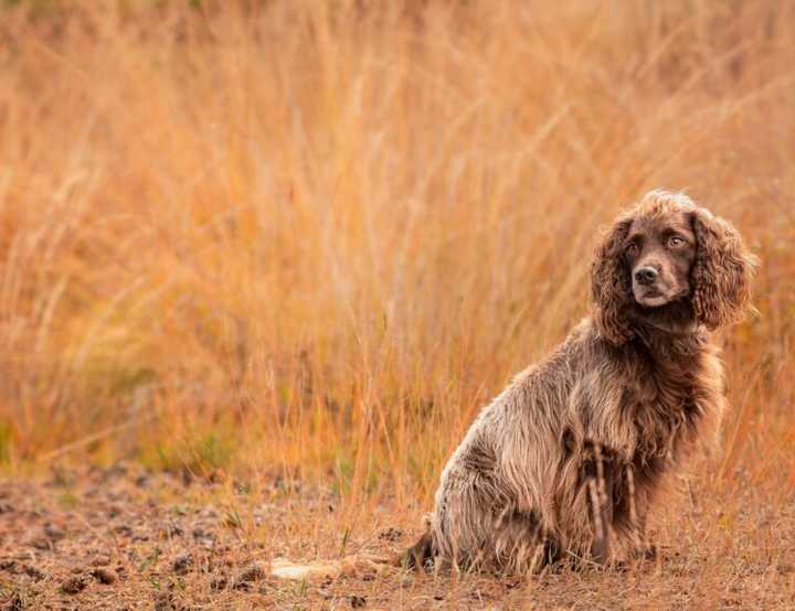 Brown spaniel type dog in field with brown plants