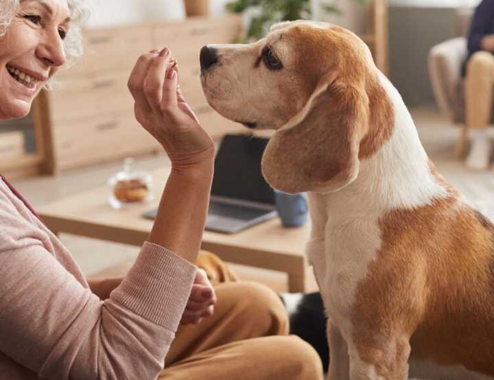 Older lady sat with a beagle dog whilst a man and child sit together at home