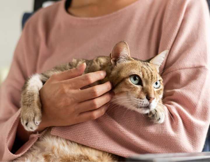 Cat lying in arms of a person in a pink top